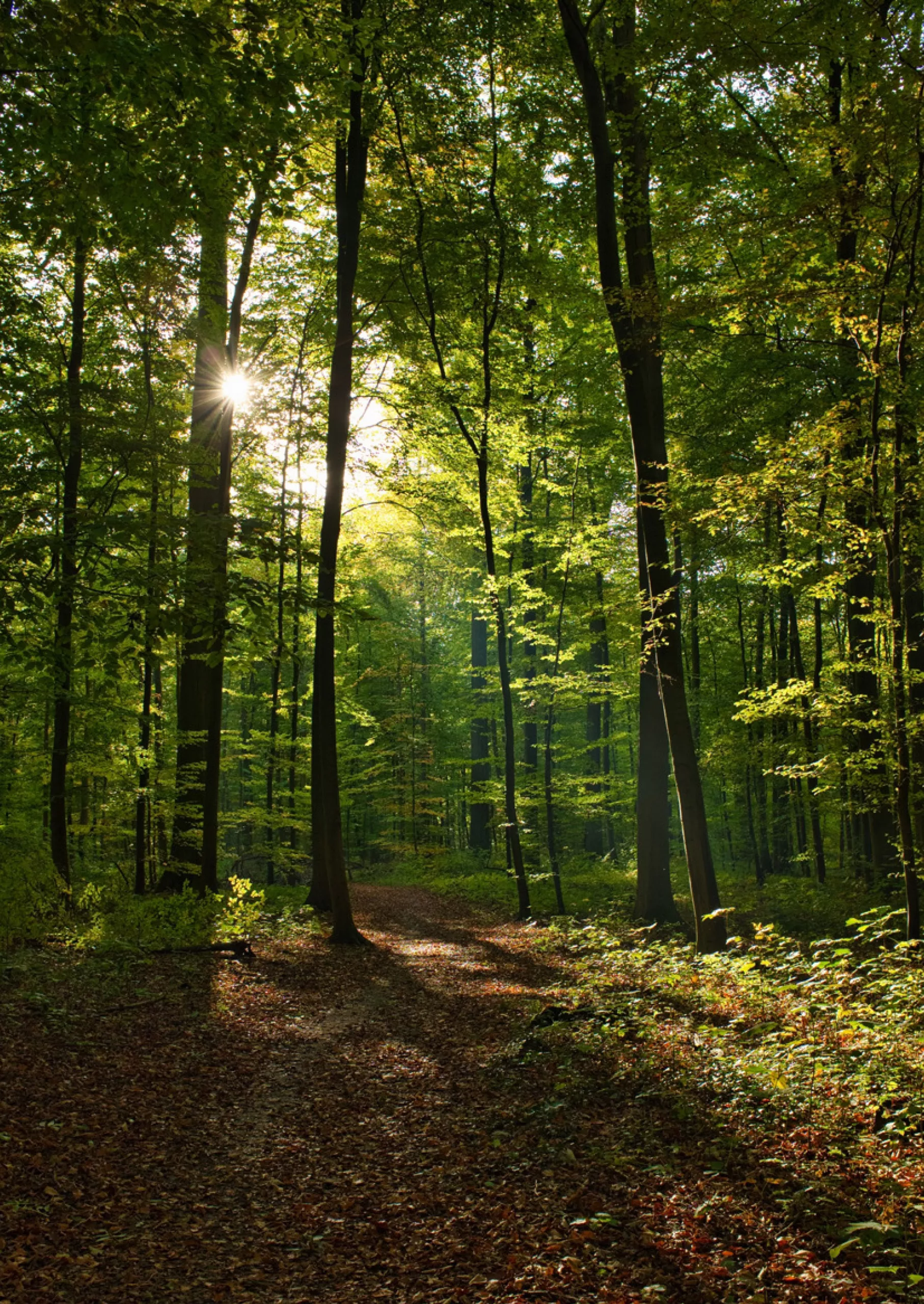 Deutscher Urwald für die Ewigkeit